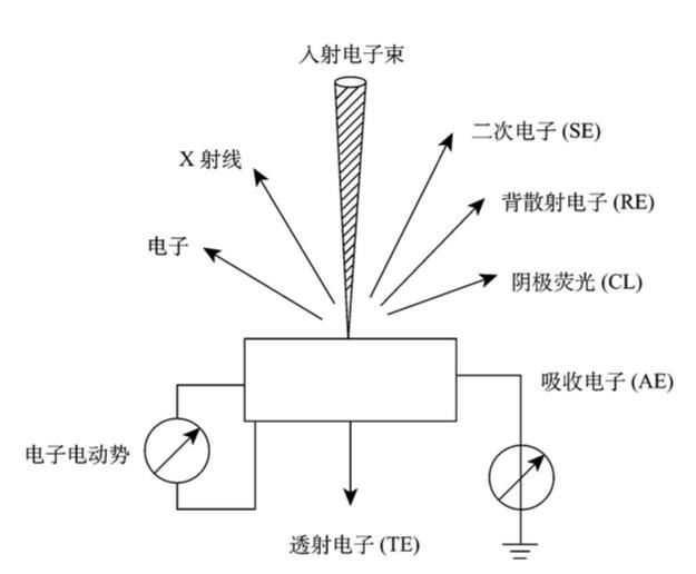 掃描電鏡的結(jié)構(gòu)及工作原理